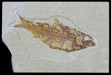 Knightia Fossil Fish - Wyoming #59824-1